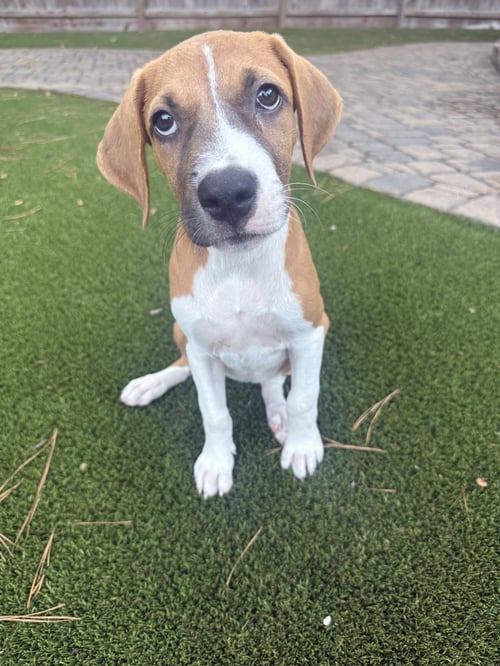 GEORGIA - Rhodesian Ridgeback available for adoption