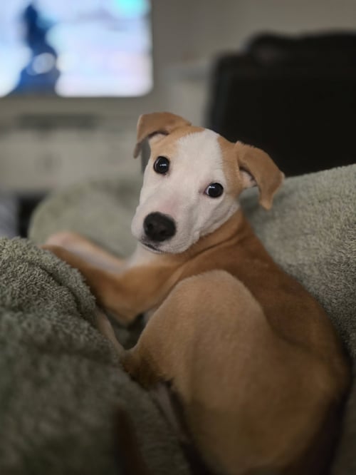 SCOOBY - Labrador Retriever available for adoption