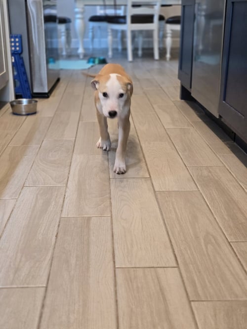 SCOOBY - Labrador Retriever available for adoption