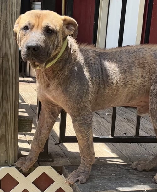 PONGO - Labrador Retriever available for adoption