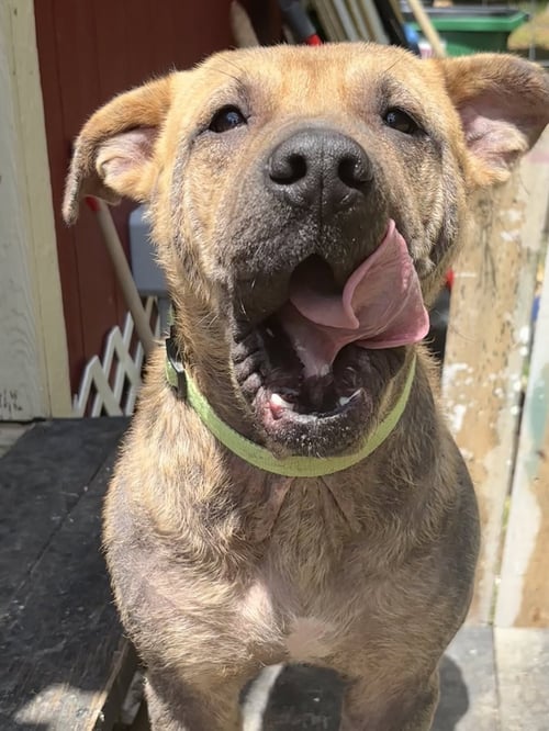 PONGO - Labrador Retriever available for adoption