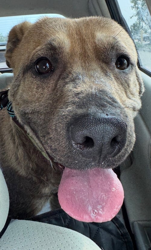 PONGO - Labrador Retriever available for adoption