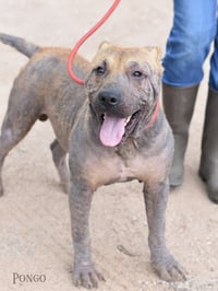 Pongo - Photo 4