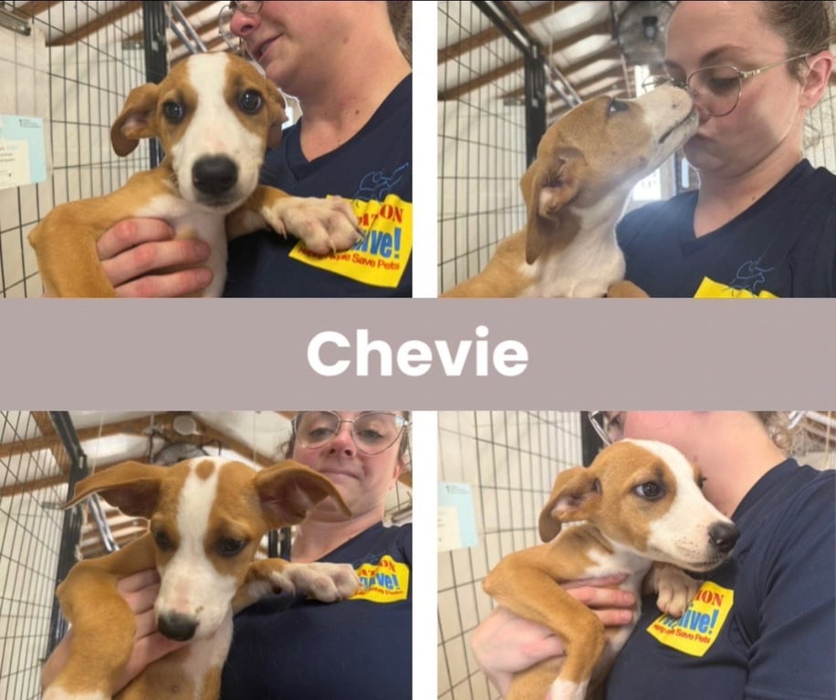 Chevie Image