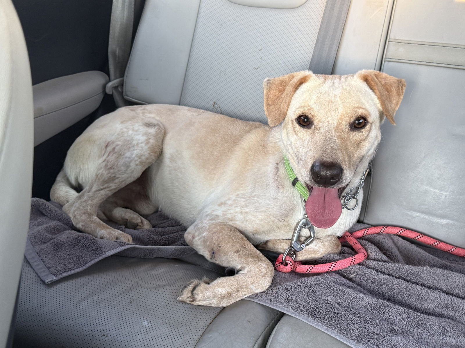 SPARKY - Labrador Retriever / Australian Cattle Dog/Blue Heeler available for adoption