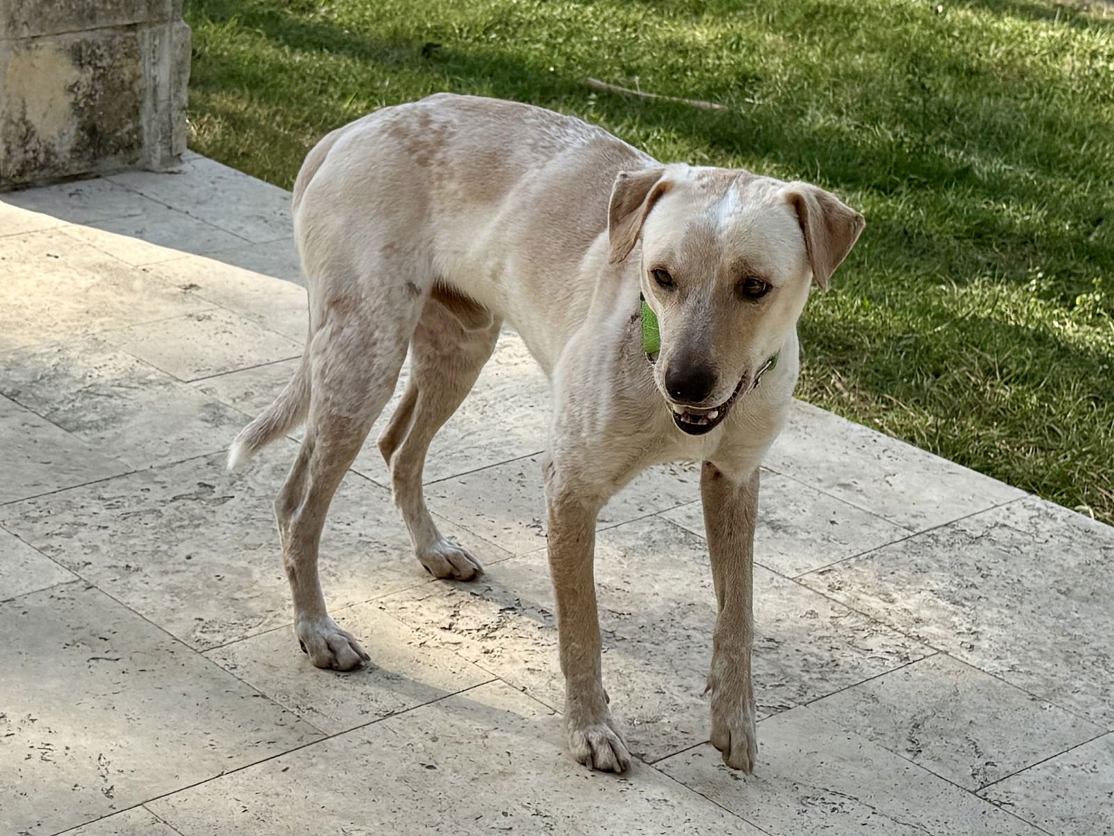 SPARKY - Labrador Retriever / Australian Cattle Dog/Blue Heeler available for adoption