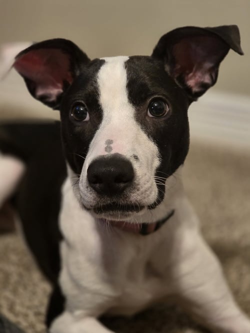 POLO - Labrador Retriever for adoption in The Woodlands