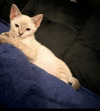 Alice - Photo 3