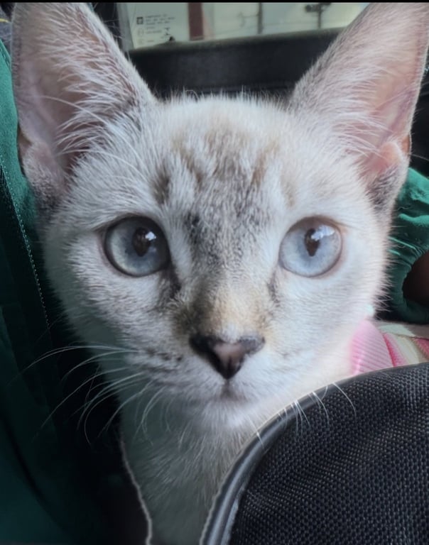 Alice Image
