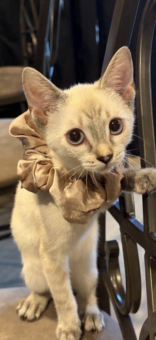 ALICE - Siamese available for adoption