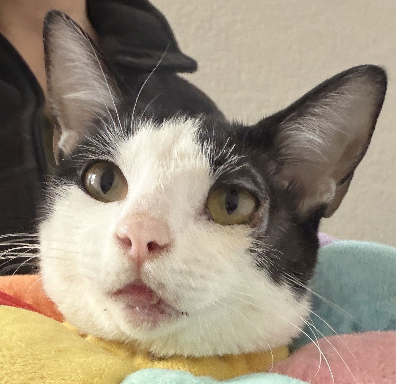 PEACE - Domestic Short Hair available for adoption