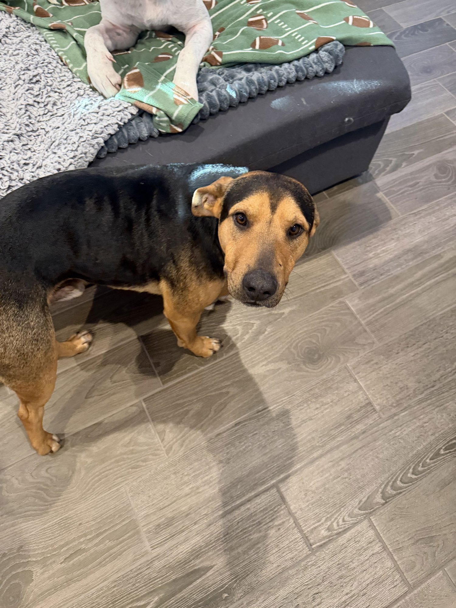 CODY - Labrador Retriever available for adoption