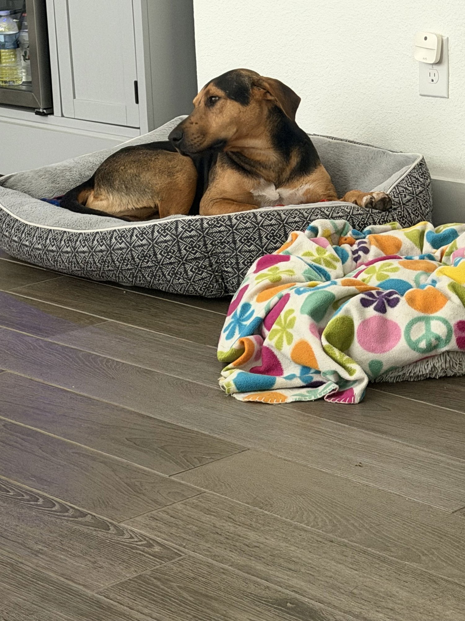 CODY - Labrador Retriever available for adoption