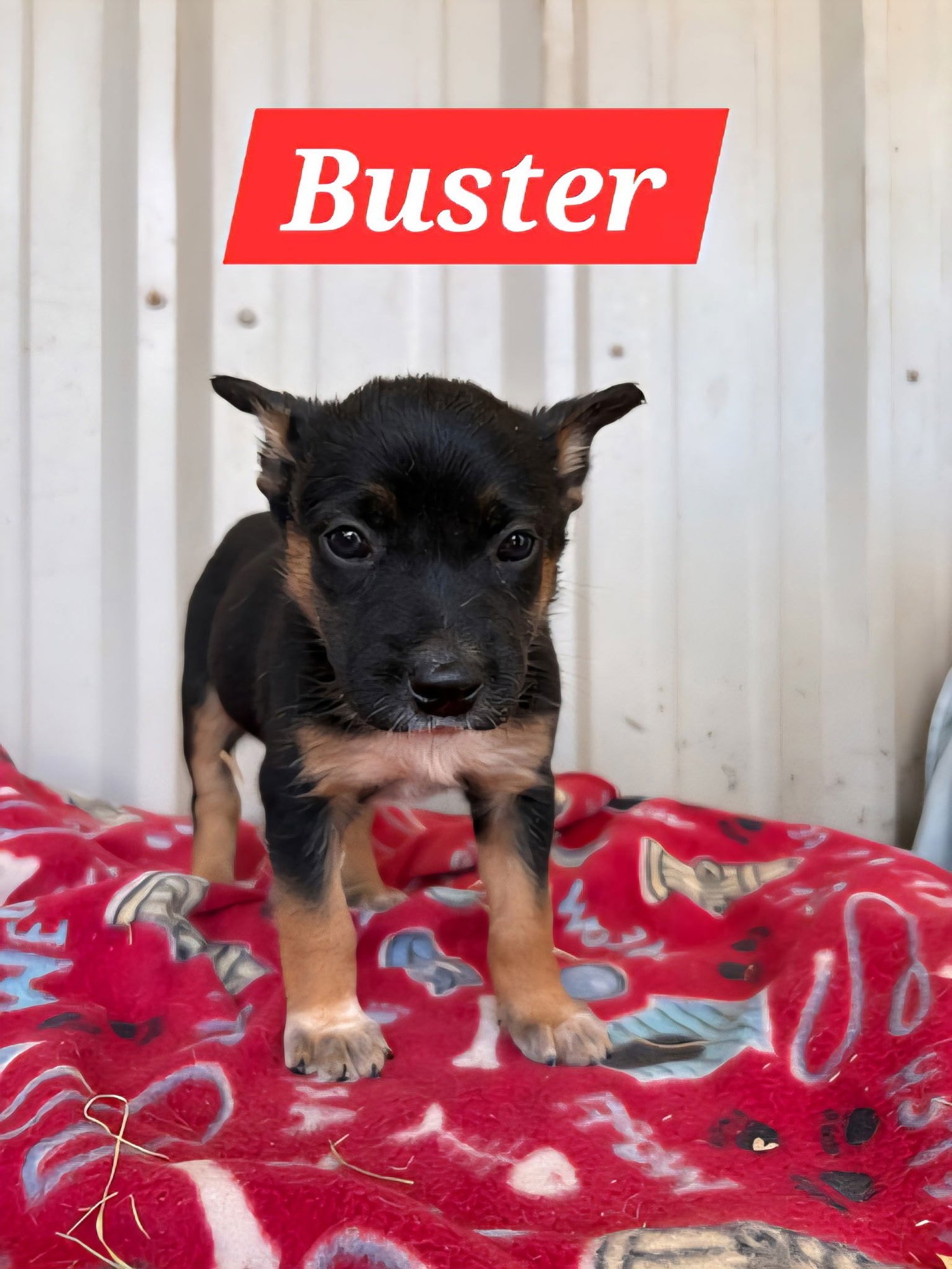 BUSTER - Red Heeler available for adoption