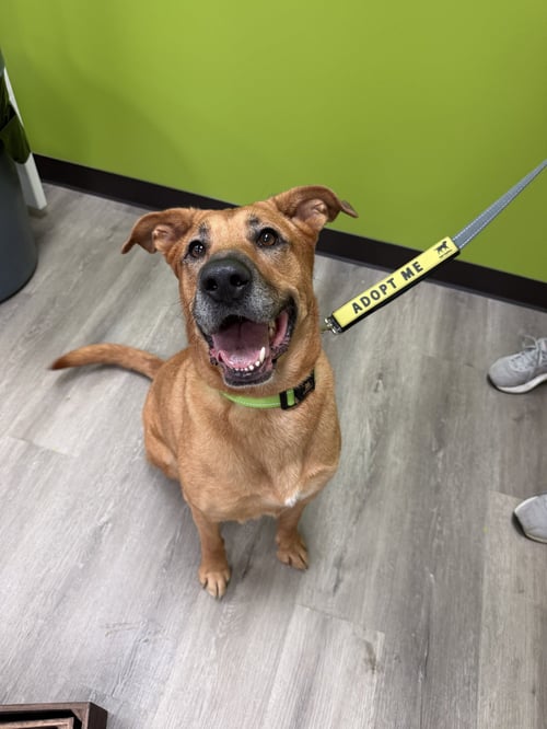 BUBBLEGUM - Labrador Retriever available for adoption