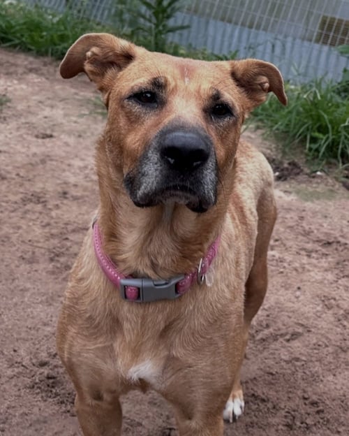 BUBBLEGUM - Labrador Retriever available for adoption
