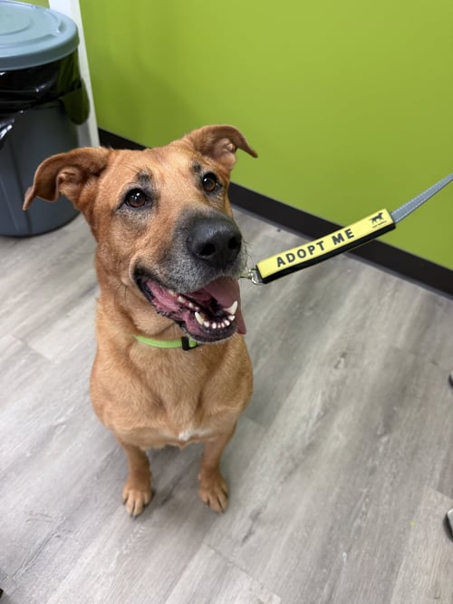 BUBBLEGUM - Labrador Retriever available for adoption