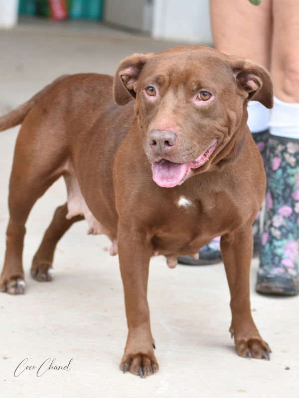 COCO - Labrador Retriever available for adoption