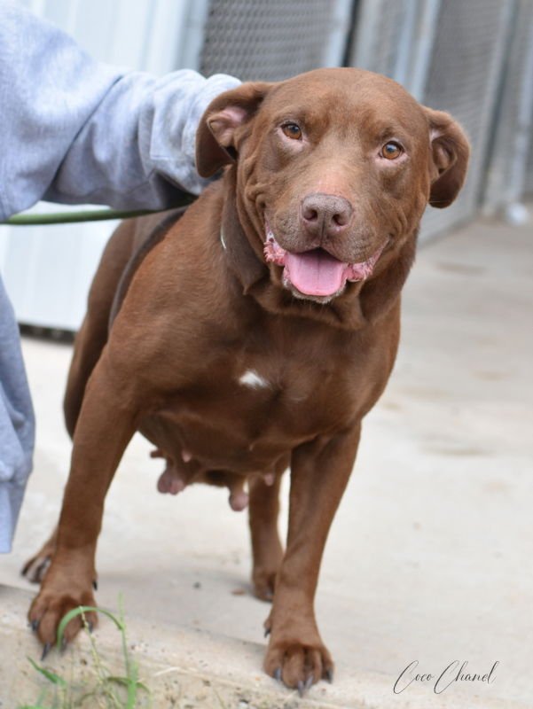 COCO - Labrador Retriever available for adoption