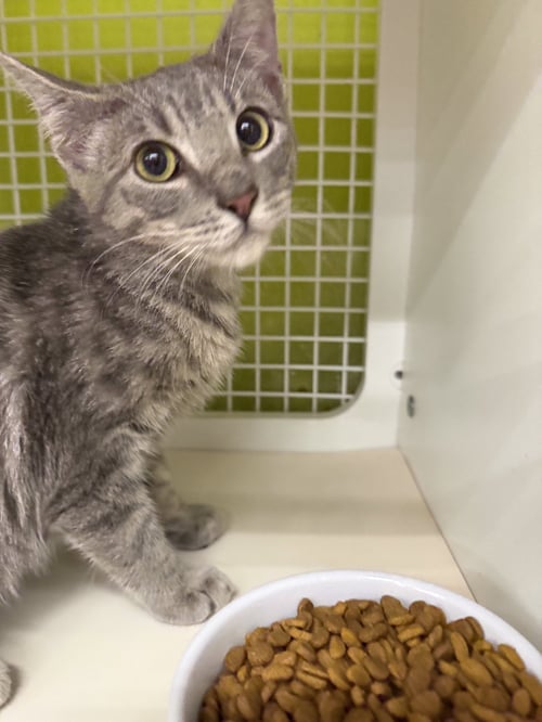TOAD FISH - Domestic Short Hair available for adoption