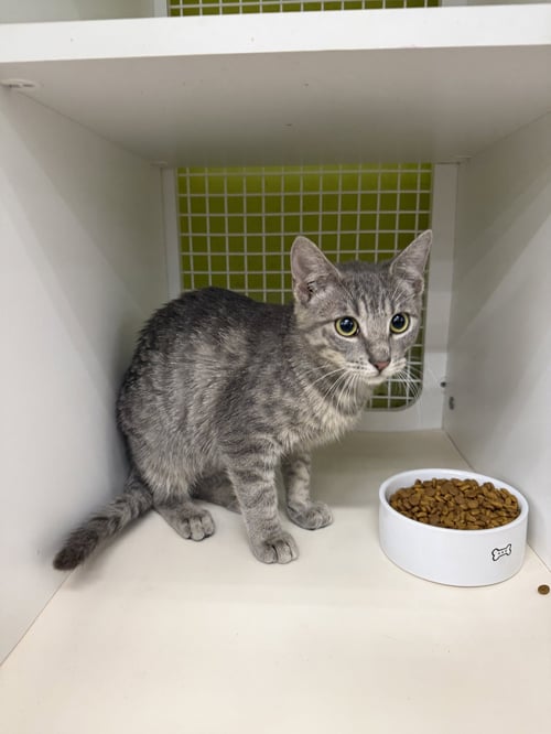 TOAD FISH - Domestic Short Hair available for adoption