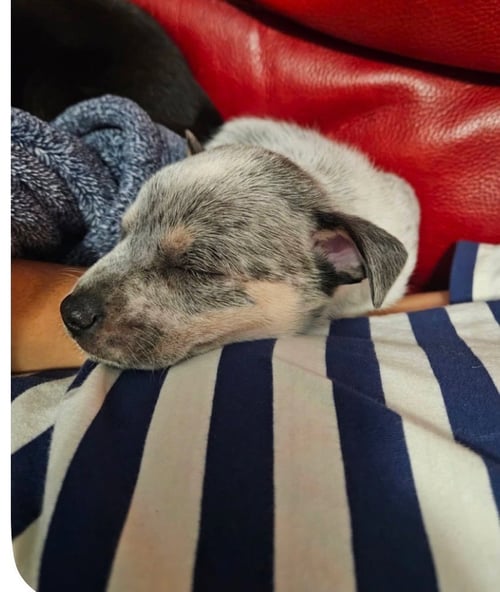 PEGGY - Labrador Retriever / Red Heeler available for adoption