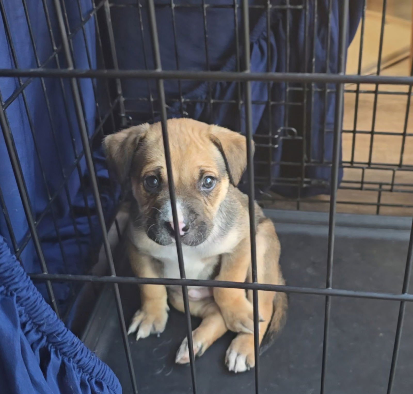 APOLLO - Boxer available for adoption