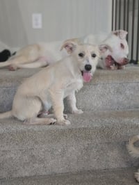 Butter - Photo 5