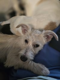 Butter - Photo 3