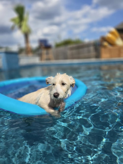 BUTTER - Terrier available for adoption
