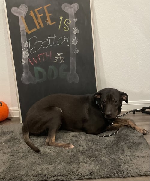 TEENY - Hound available for adoption