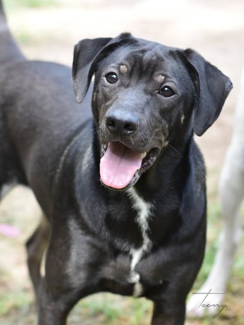 TEENY - Hound available for adoption