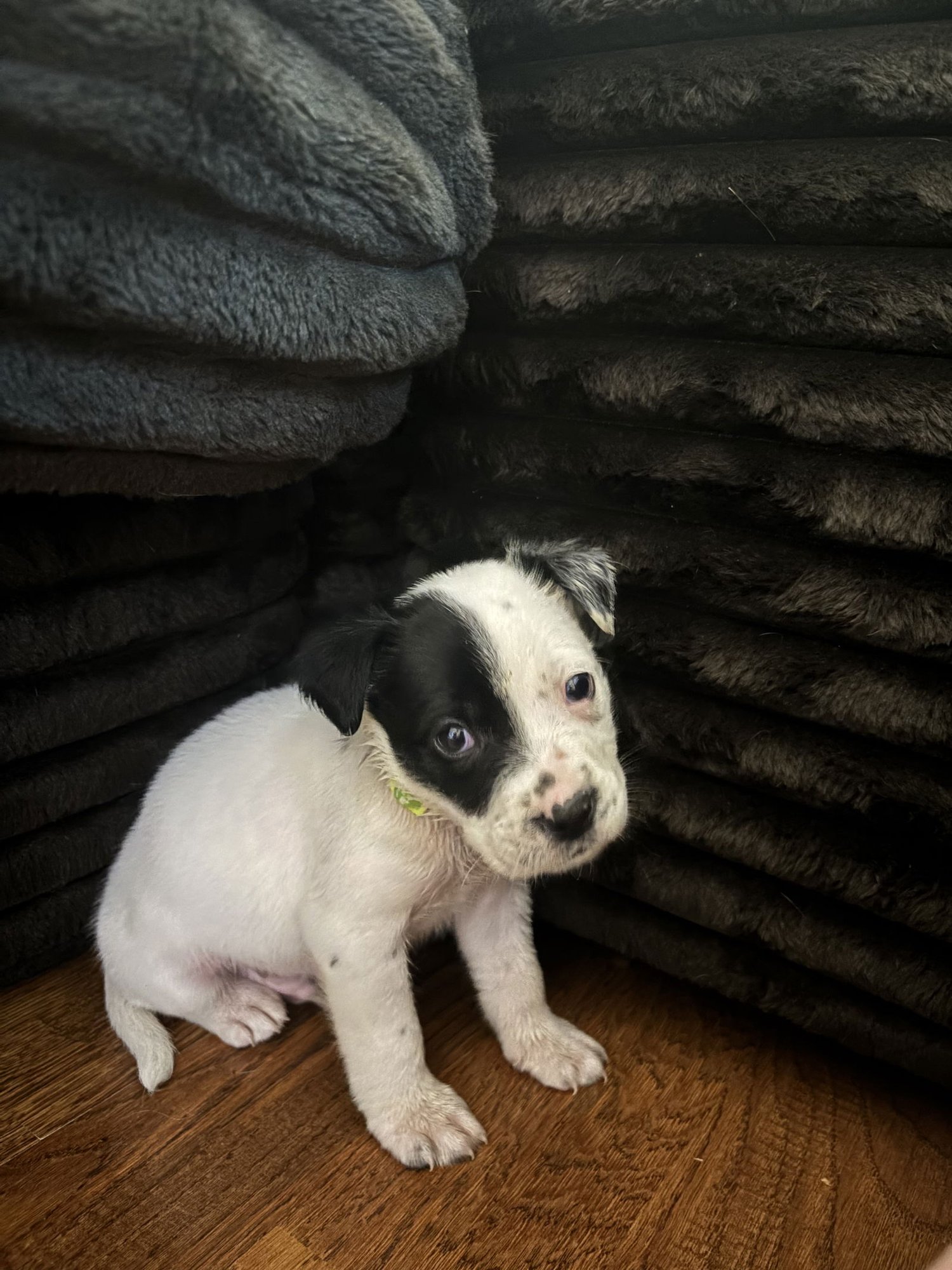 CHANCE - Labrador Retriever available for adoption
