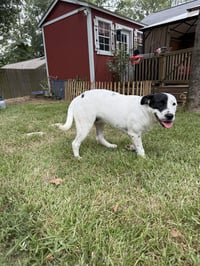Chance - Photo 1