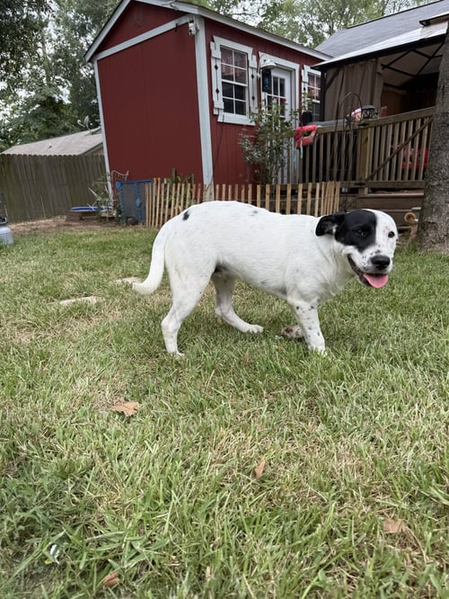 CHANCE - Labrador Retriever available for adoption
