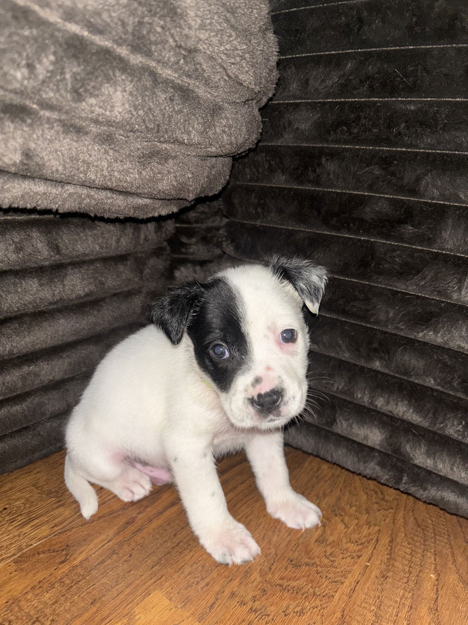 CHANCE - Labrador Retriever available for adoption