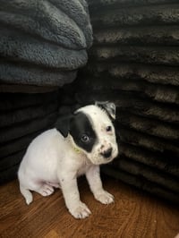 Chance - Photo 2