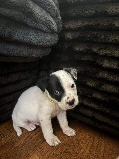 CHANCE - Labrador Retriever available for adoption