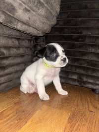 Chance - Photo 4
