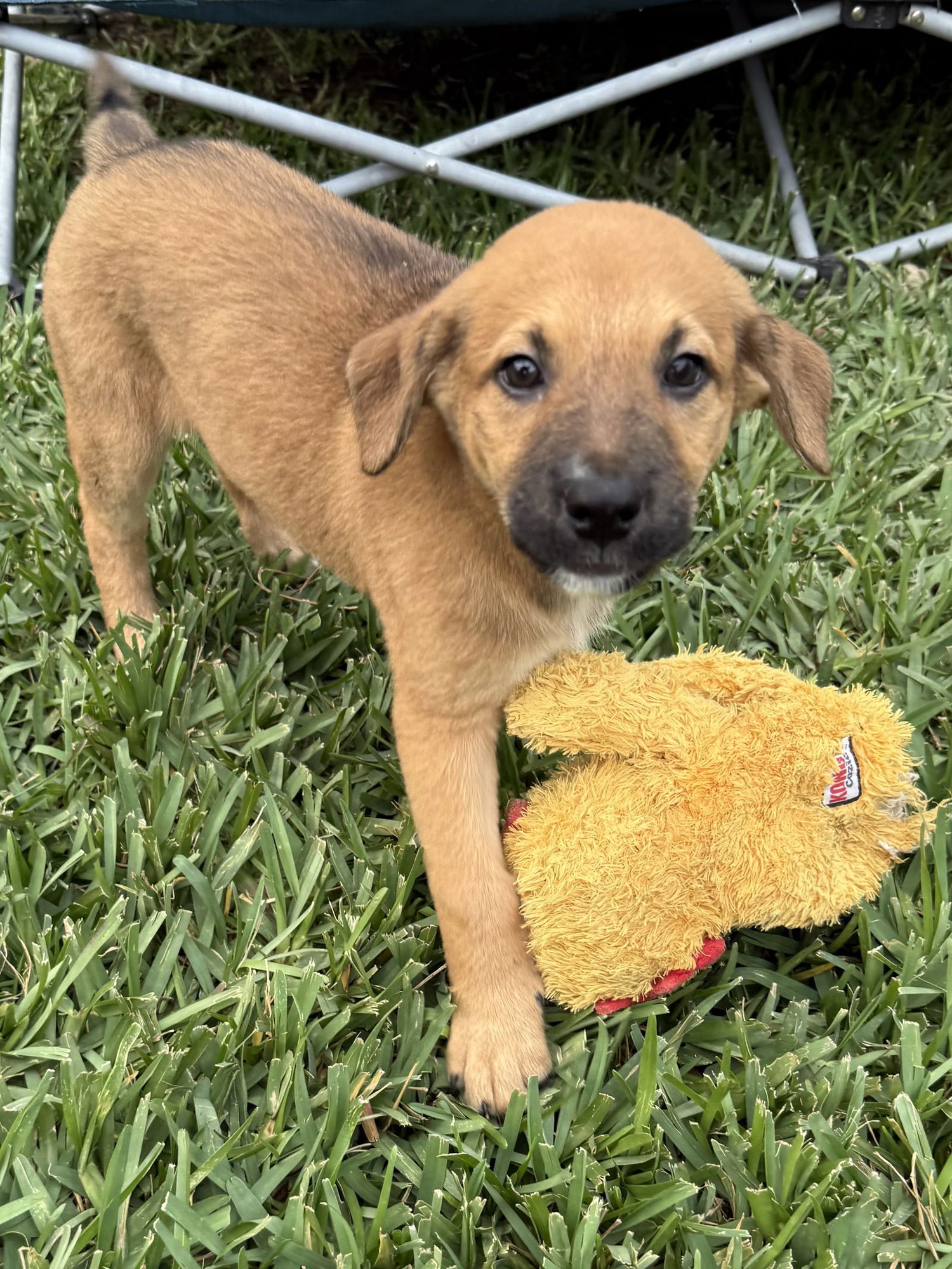 BOW - Labrador Retriever / Shepherd available for adoption