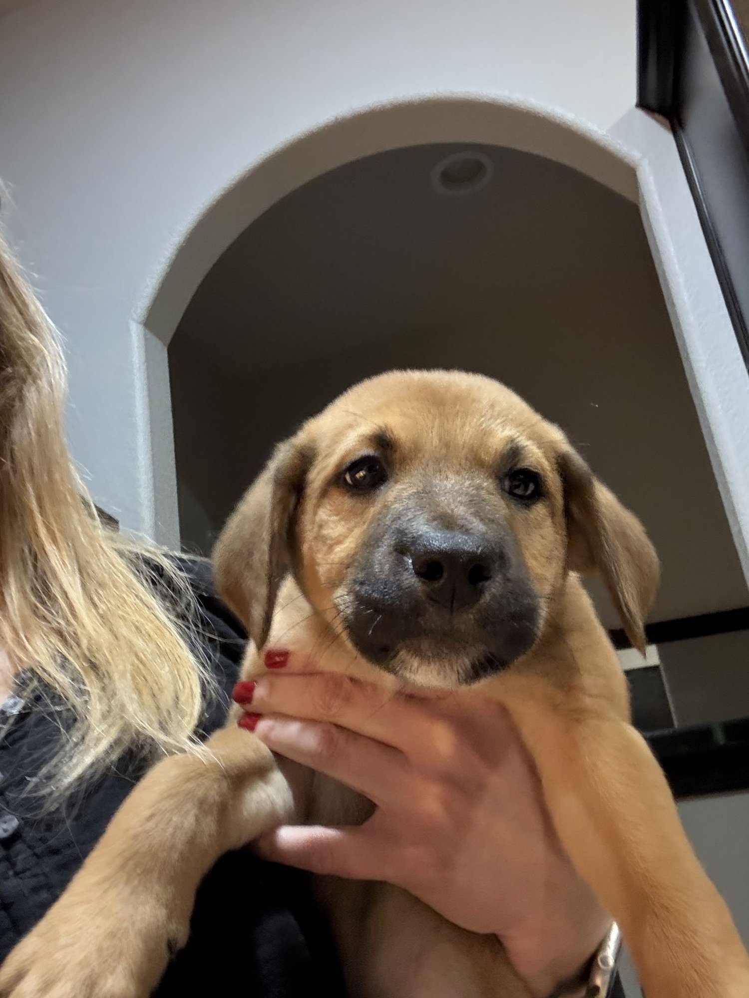 BOW - Labrador Retriever / Shepherd available for adoption