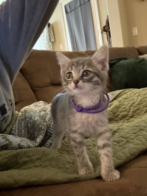 HERMIONE - Domestic Short Hair for adoption in The Woodlands