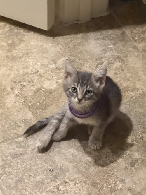 HERMIONE - Domestic Short Hair available for adoption