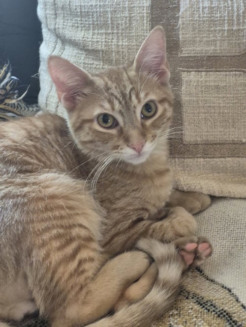 SUNNY - Domestic Short Hair available for adoption