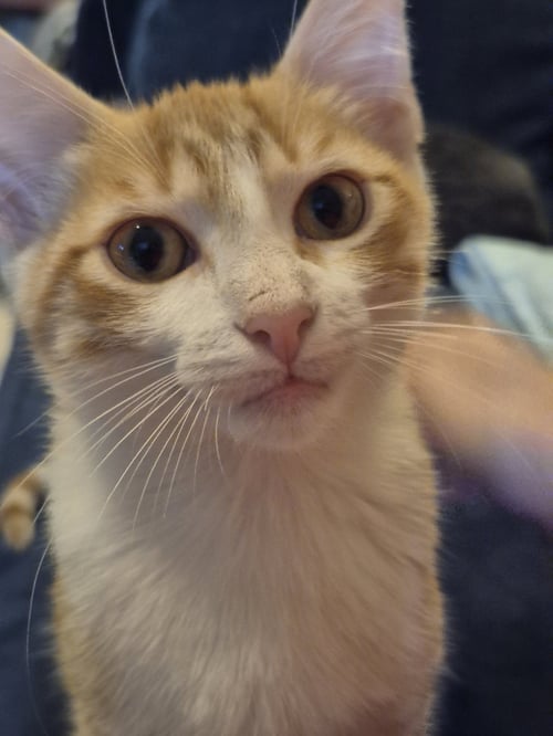 CLOUDY - Domestic Short Hair available for adoption