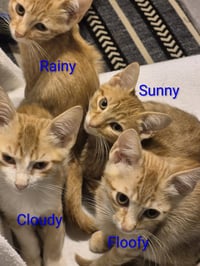Cloudy - Photo 3