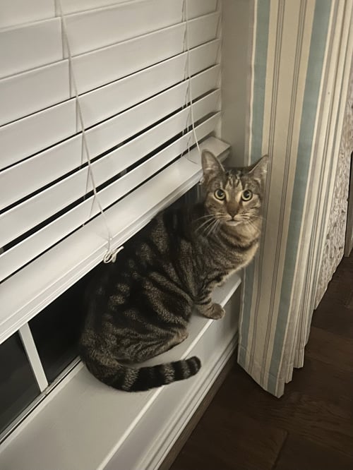 TOMASITA - Domestic Short Hair for adoption in The Woodlands