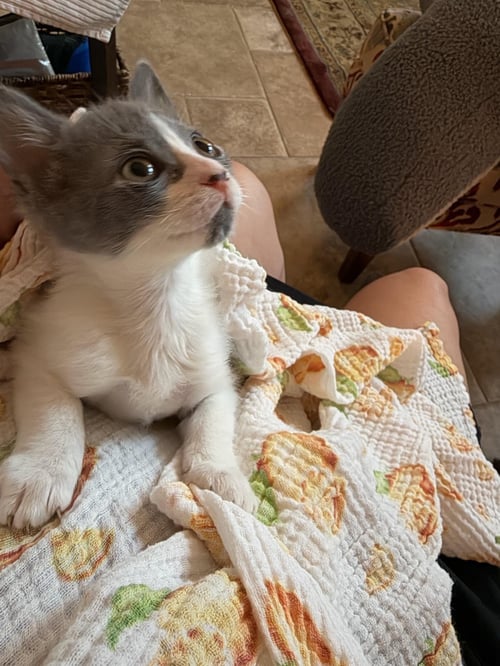 FOIL - Domestic Short Hair available for adoption