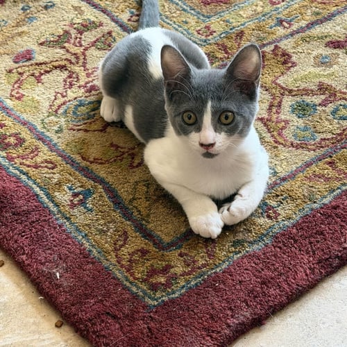FOIL - Domestic Short Hair available for adoption