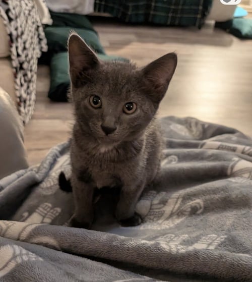 JASPER - Domestic Short Hair for adoption in The Woodlands